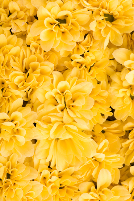 Vinilos flores amarillas para puertas